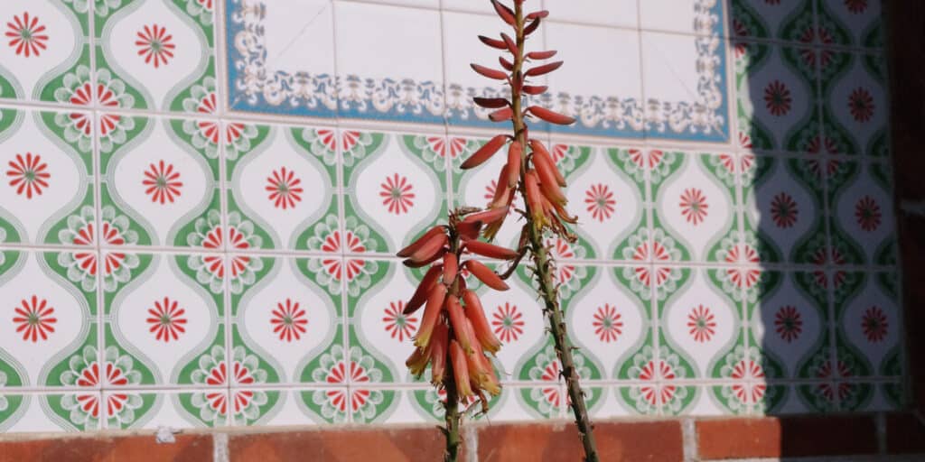 爿爿花 banner 10